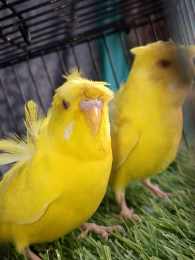 MAASHAALLAH  TOP QUALITY LATINO HOGOROMO PAIR LOOKING FOR NEW HOME
