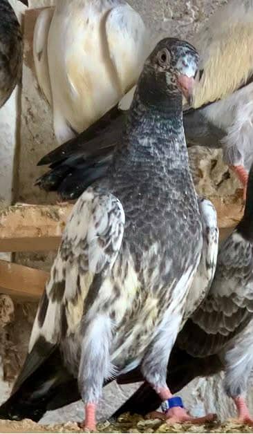 BREADER PAIR BABY PIGEON