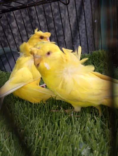 MAASHAALLAH BEAUTIFUL  LATINO HOGOROMO FRESH PAIR FOR SALE