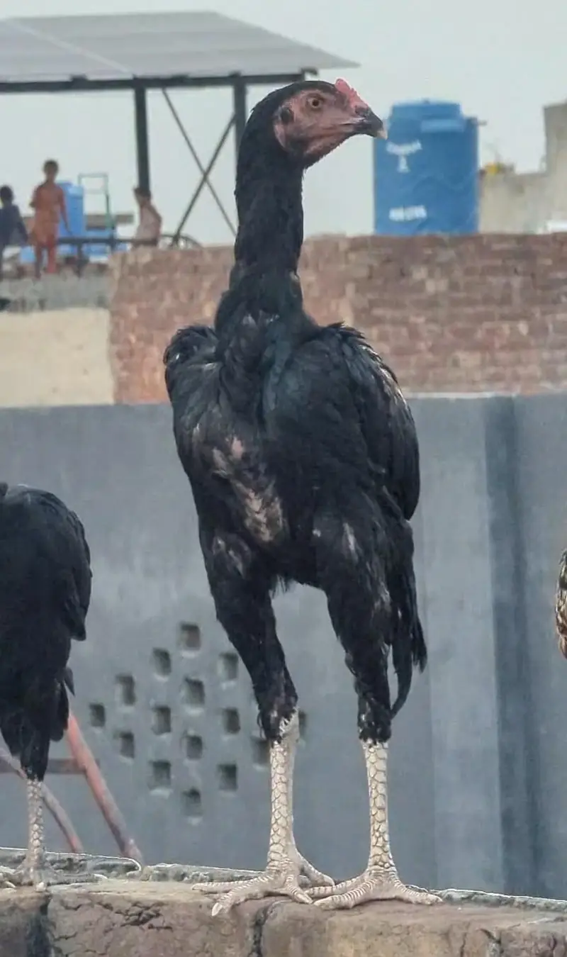 Aseel murga — photo 3