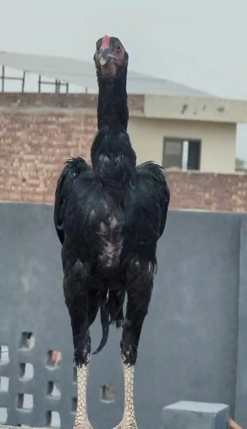 Aseel murga — photo 4