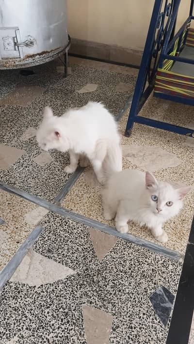 Persian cat