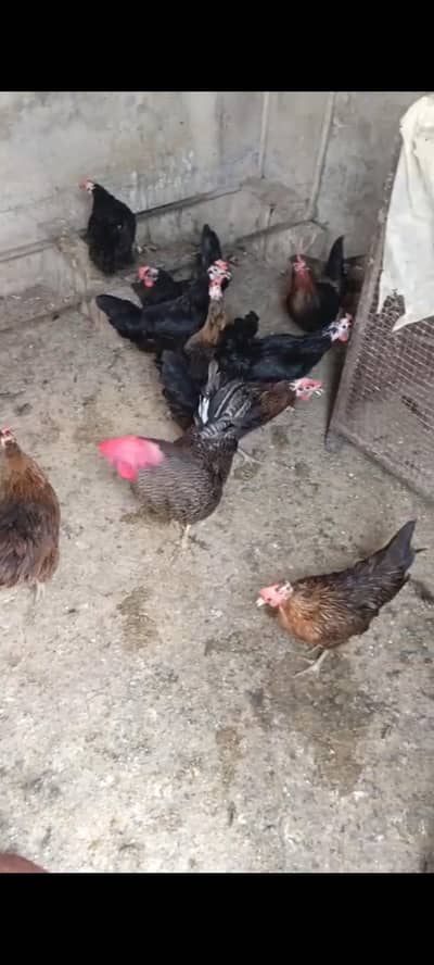 dasi hens loman black hens playmoth male