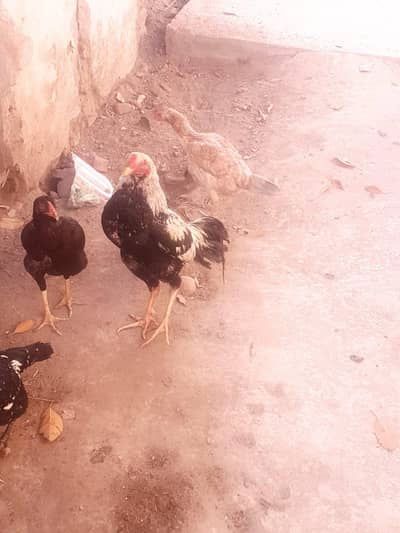aseel pair for sale urgent need money