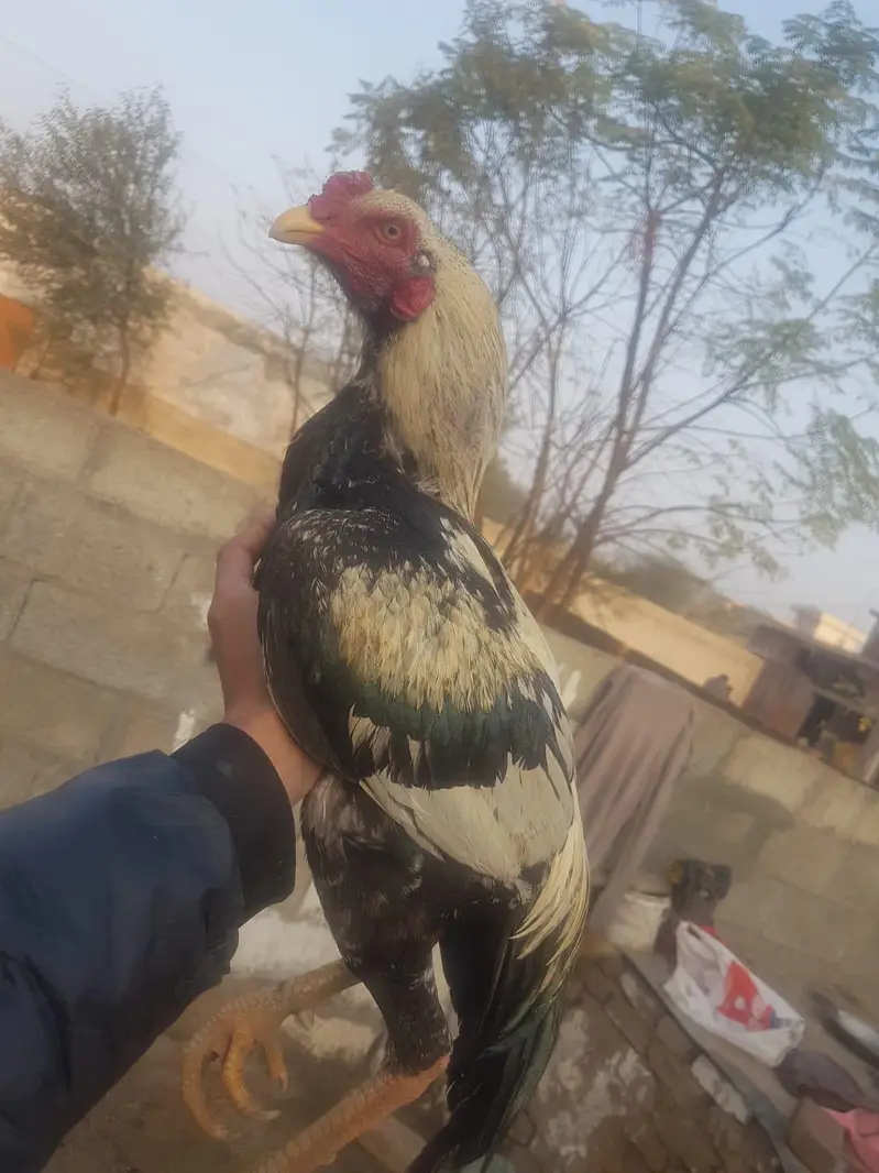 aseel pair for sale urgent need money — photo 2