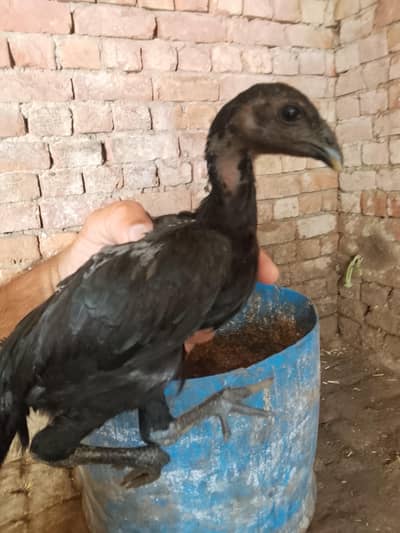 Thai chicks for sale