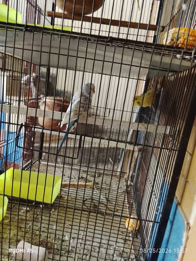 TCB & Fellow Budgie
