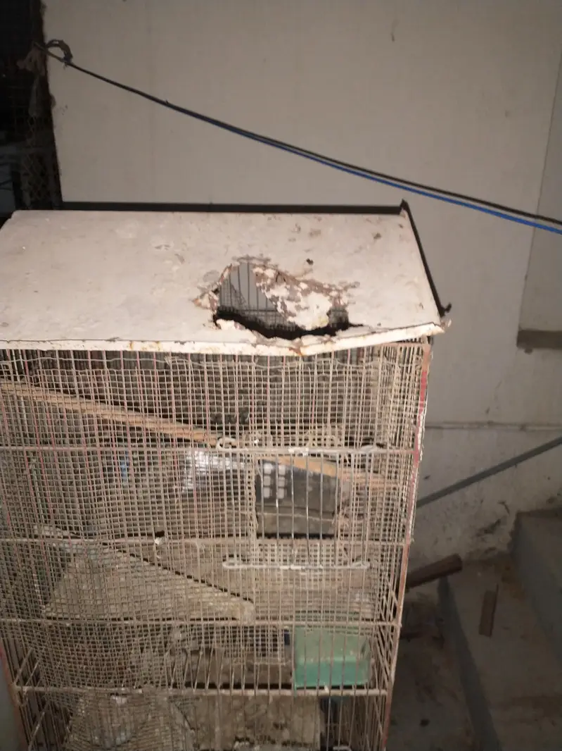 Birds and hens cage — photo 3