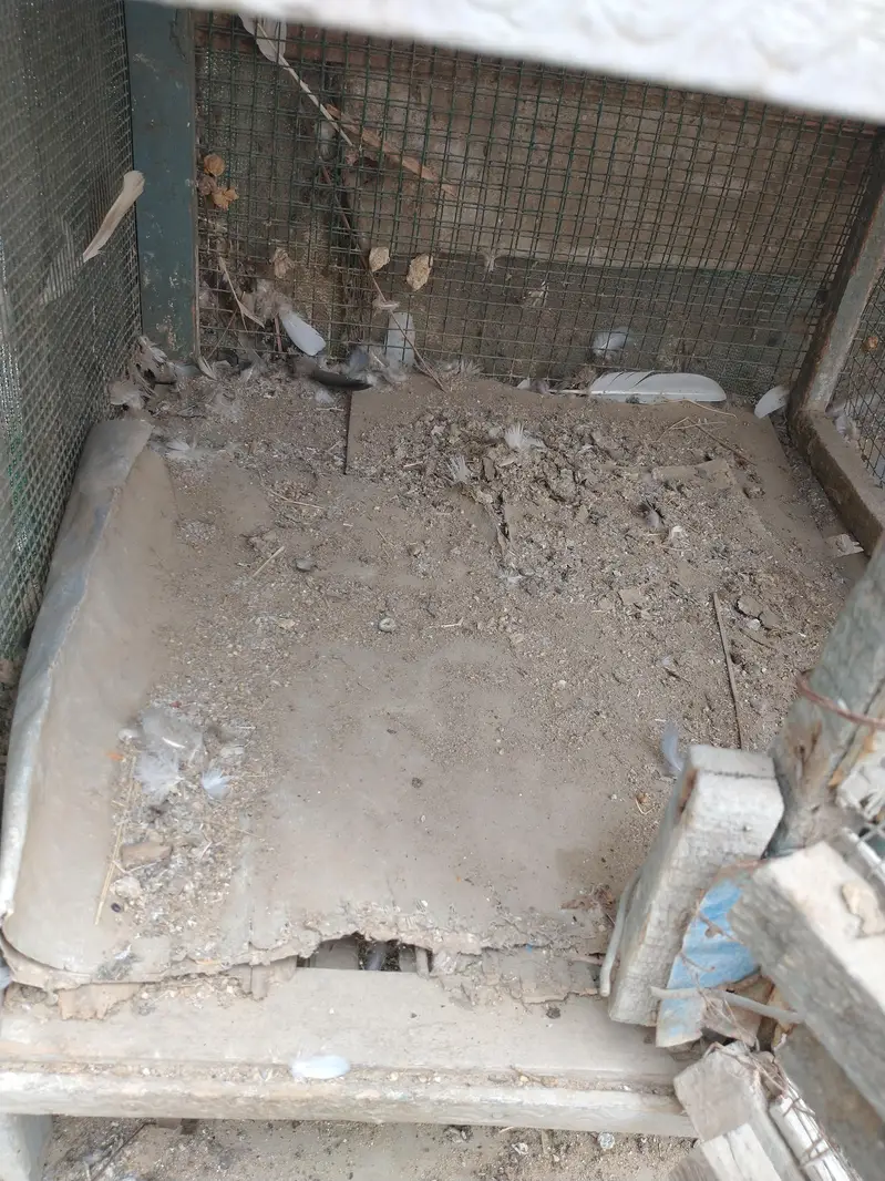Birds and hens cage — photo 9