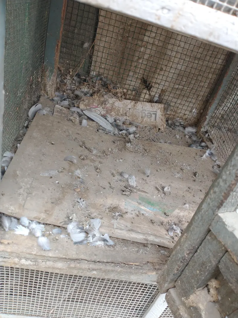 Birds and hens cage — photo 10