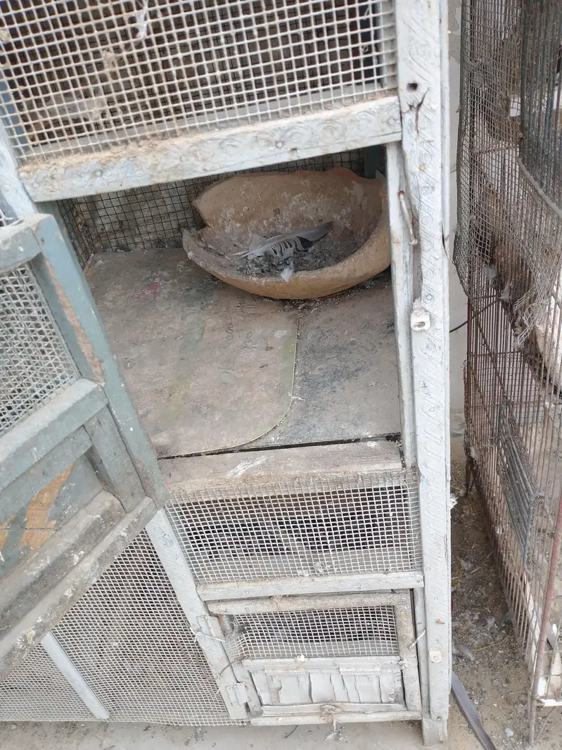 Birds and hens cage — photo 11