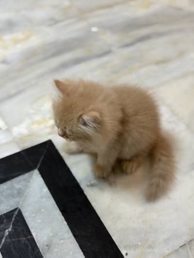 Golden Persian Kitten