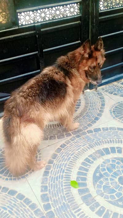 German shepherd cross