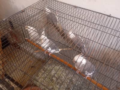 cocktail parrot pair
