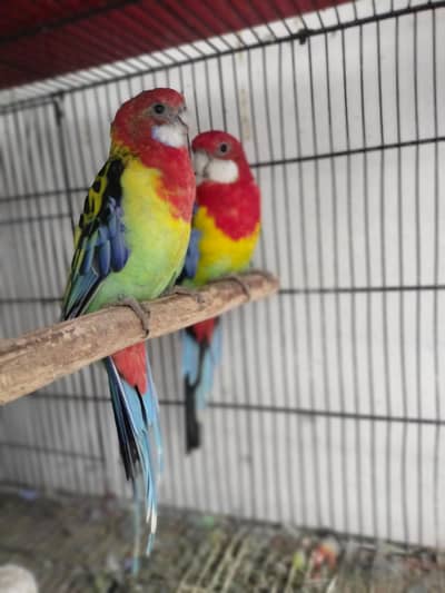 Rosella pair / cocktail pair / Cats / cages for sale