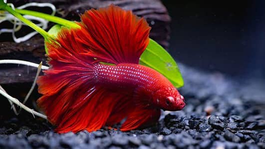 Medium size Betta fish males in different colours