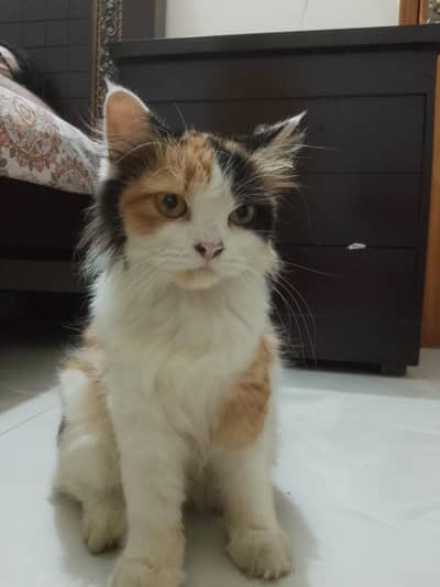 pure Persian cat
