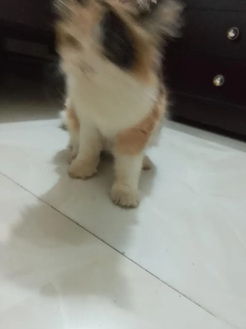 pure Persian cat — photo 2
