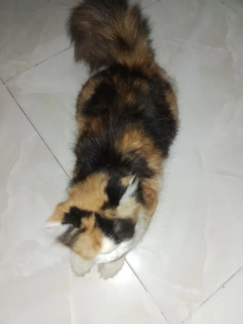 pure Persian cat — photo 3