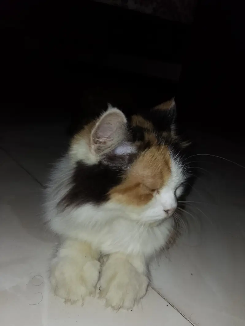 pure Persian cat — photo 4