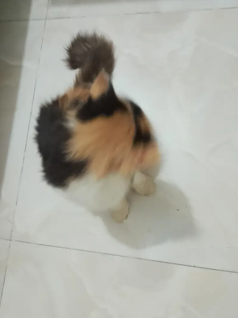pure Persian cat — photo 5