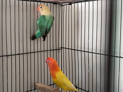 lutino Opline working love brid