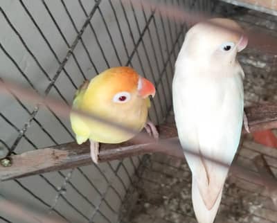 lutino Opline working love brid