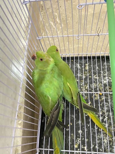 Green parrots