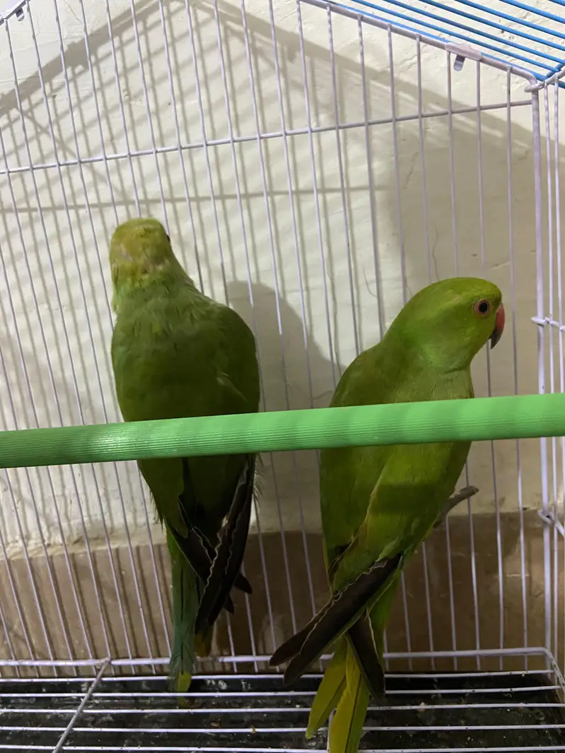 Green parrots — photo 2