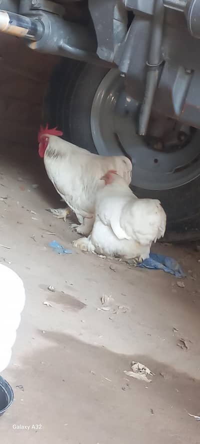 white bantam pair