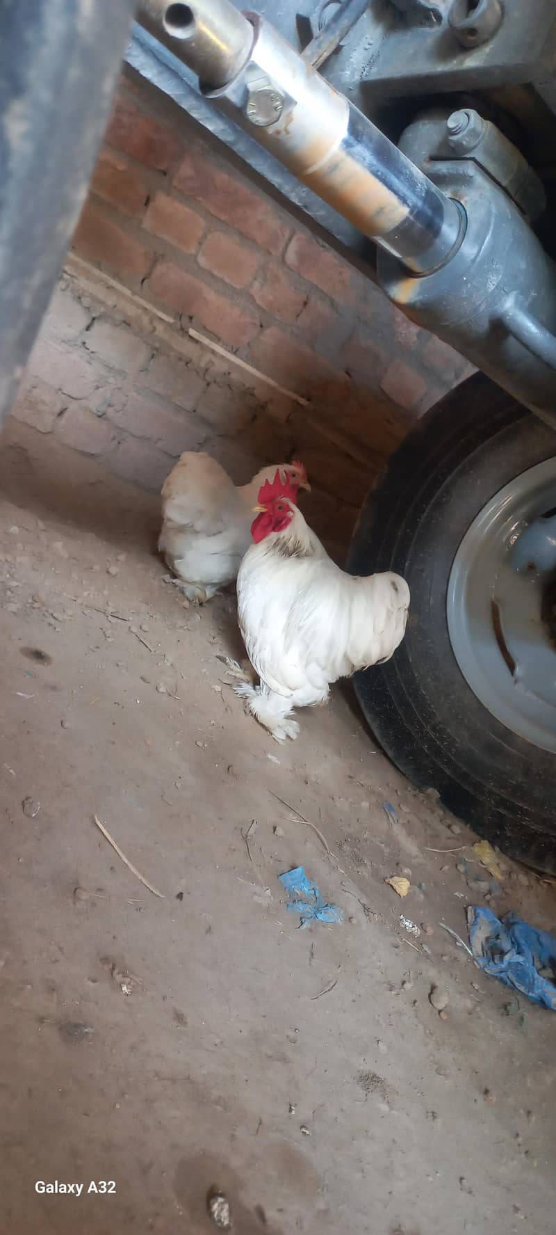 white bantam pair 1