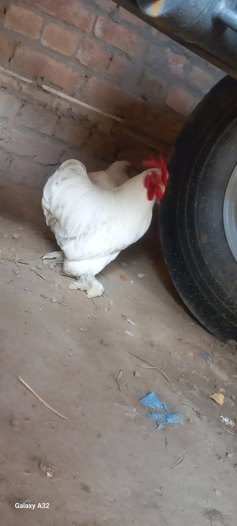 white bantam pair 2