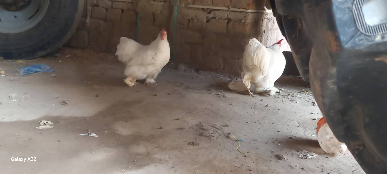white bantam pair 3