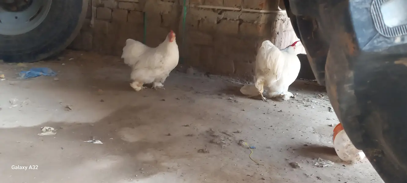 white bantam pair — photo 4
