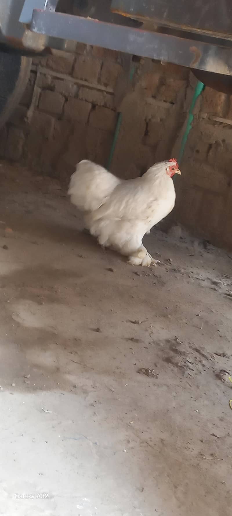 white bantam pair 4