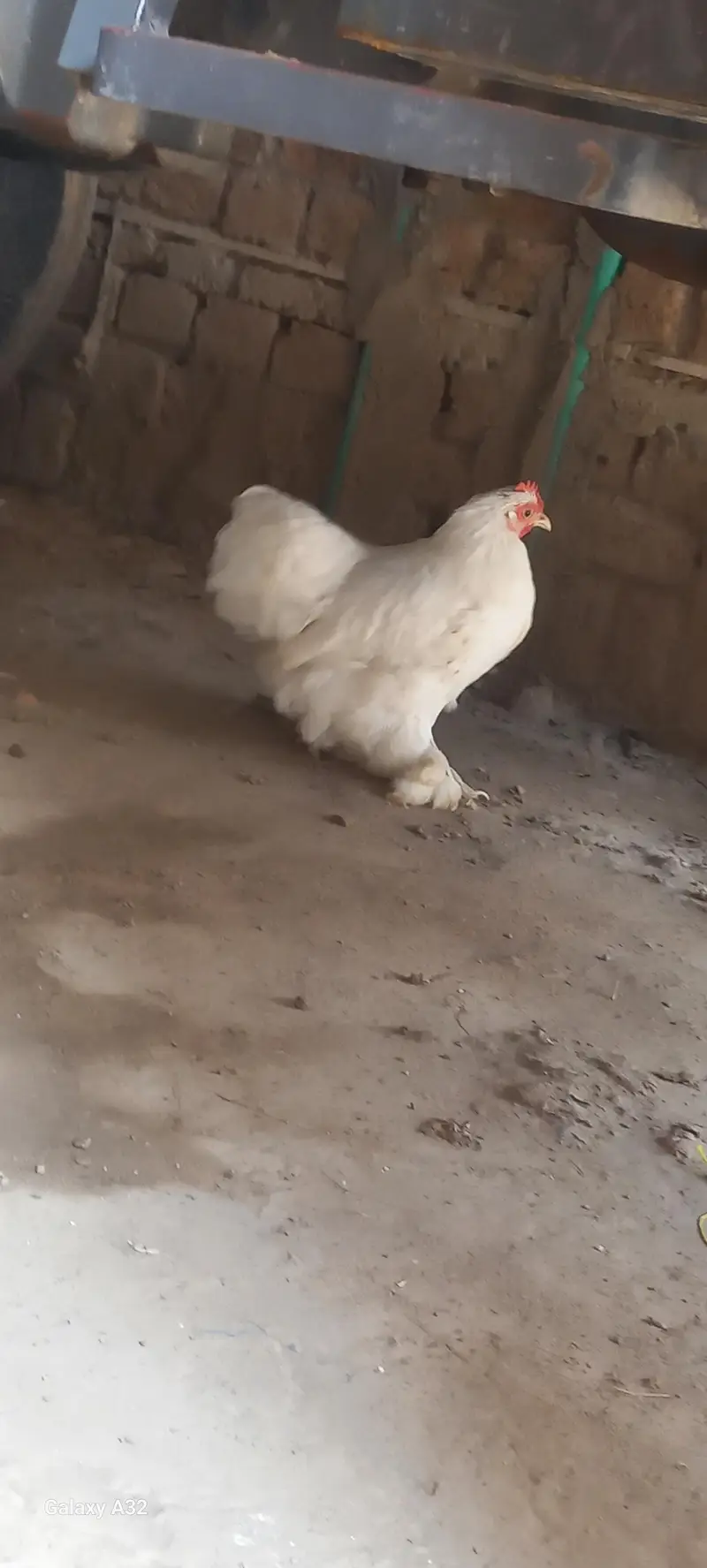 white bantam pair — photo 5