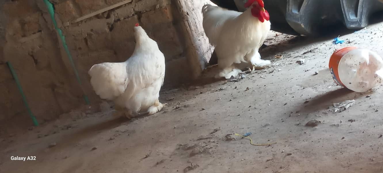 white bantam pair 5