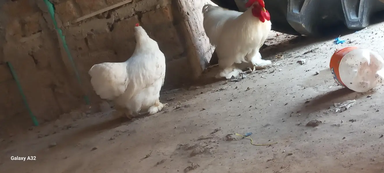 white bantam pair — photo 6
