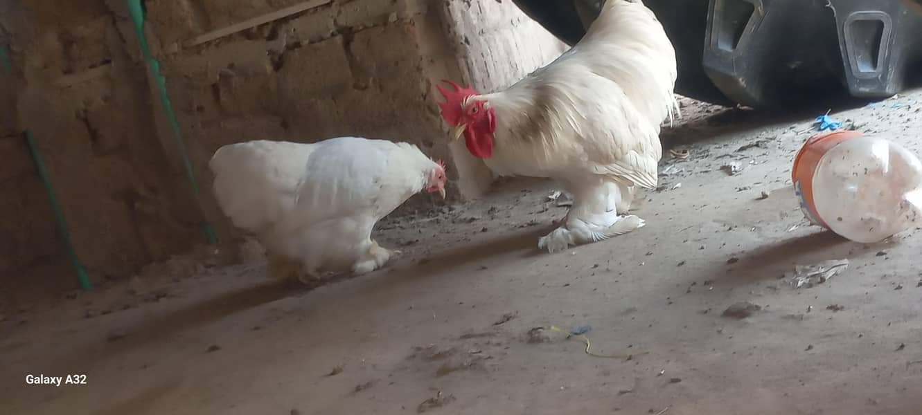 white bantam pair 6