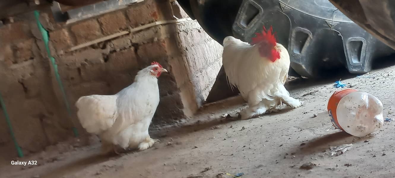 white bantam pair 7
