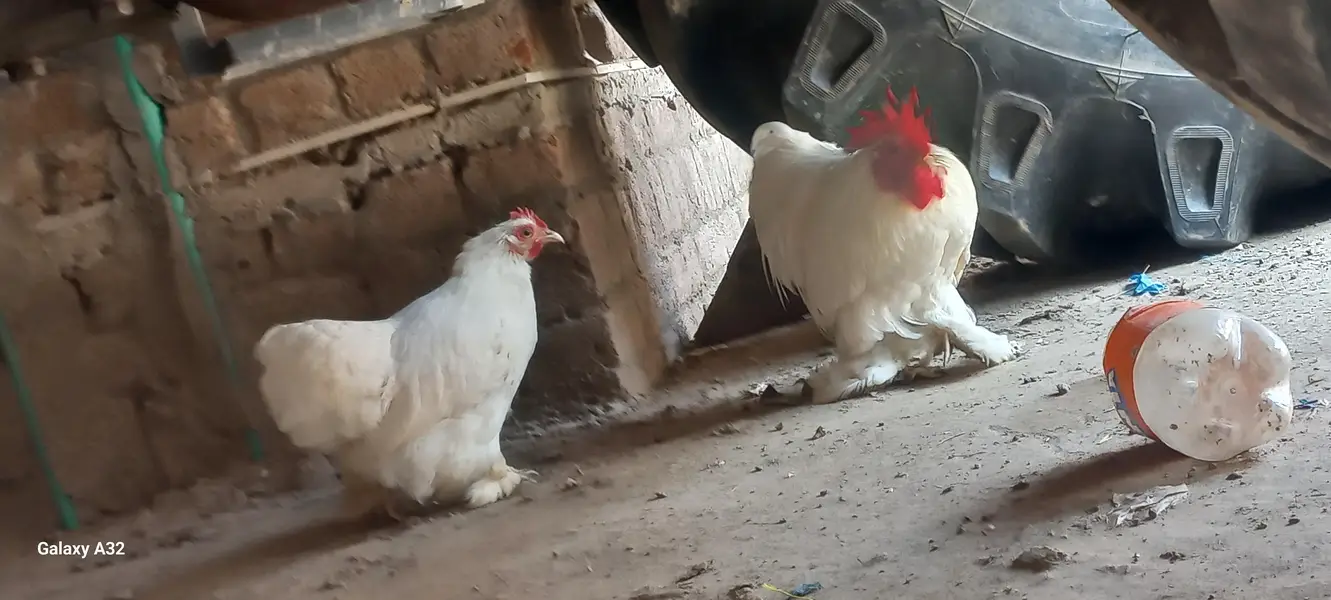 white bantam pair — photo 8