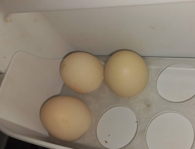 white bantam pair 8