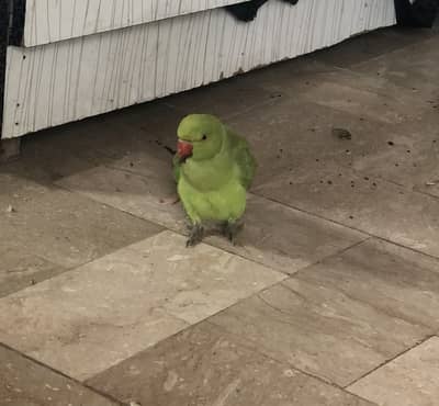 Ring neck female talking hand tame nai ha breeder ha