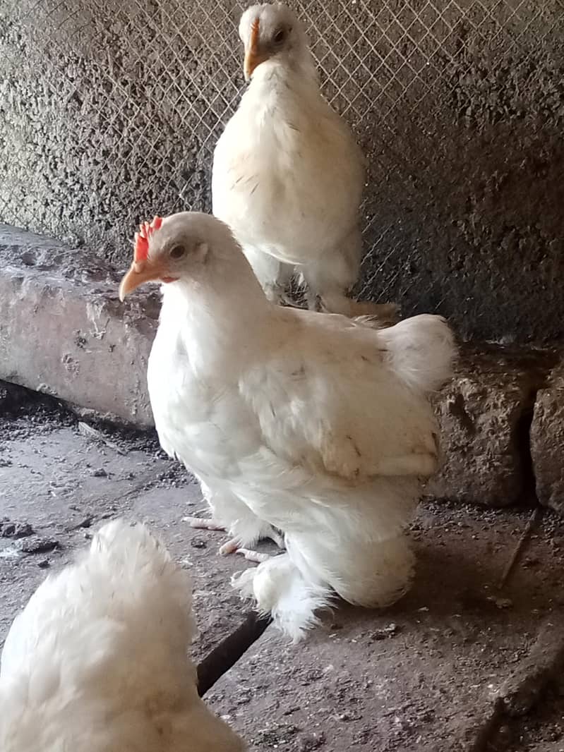 White bantam 0