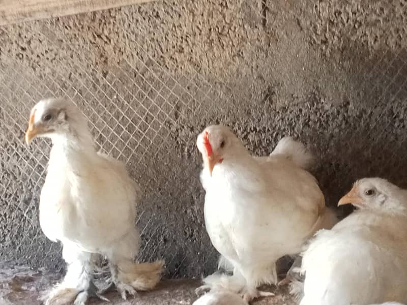 White bantam 1
