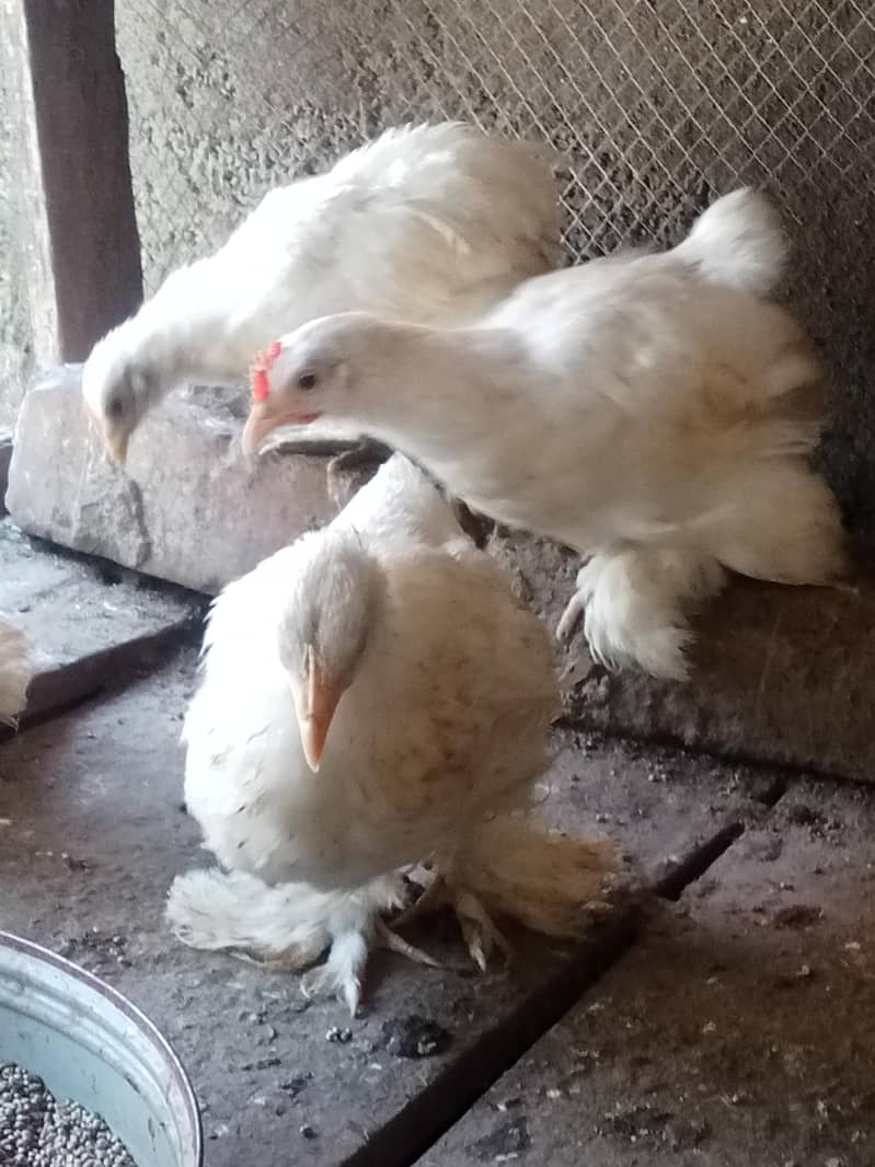 White bantam 2