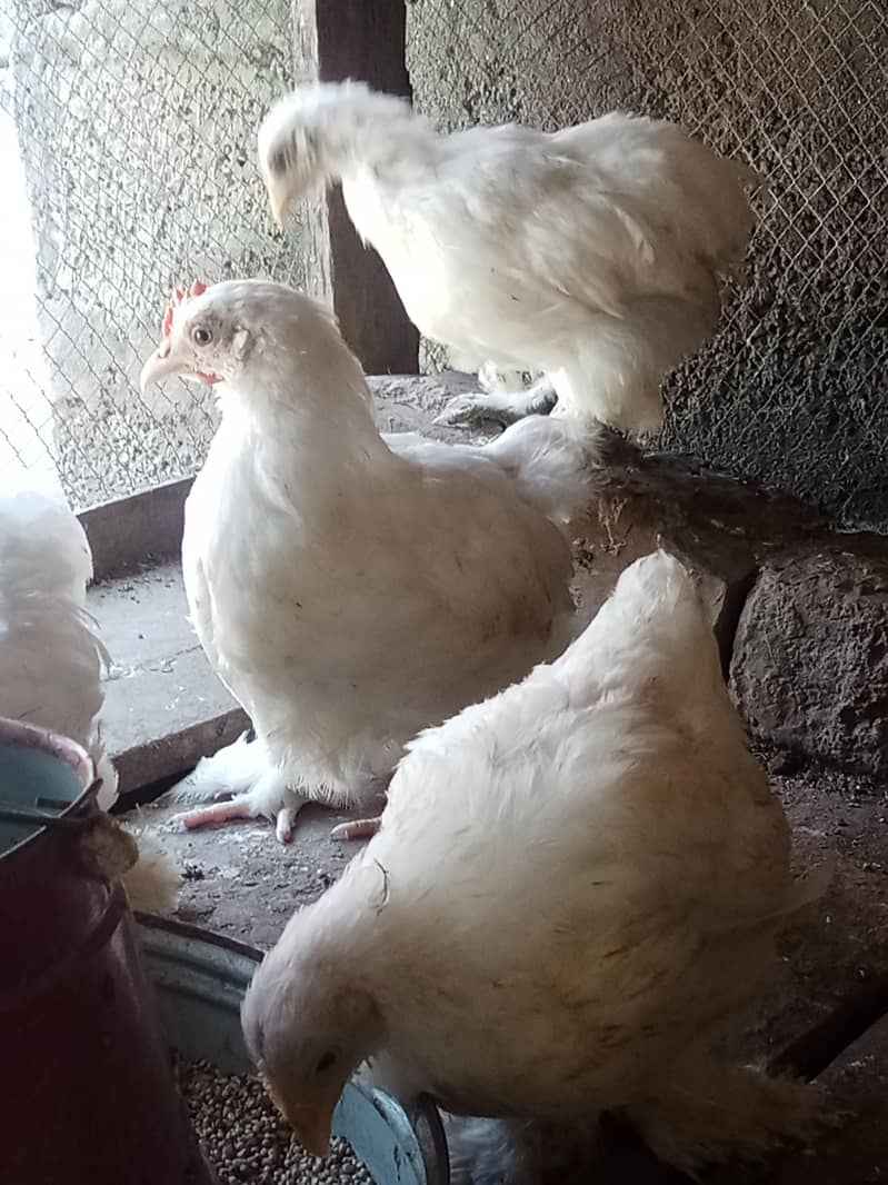 White bantam 3