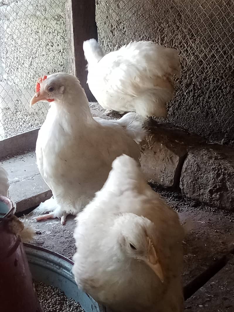 White bantam 4