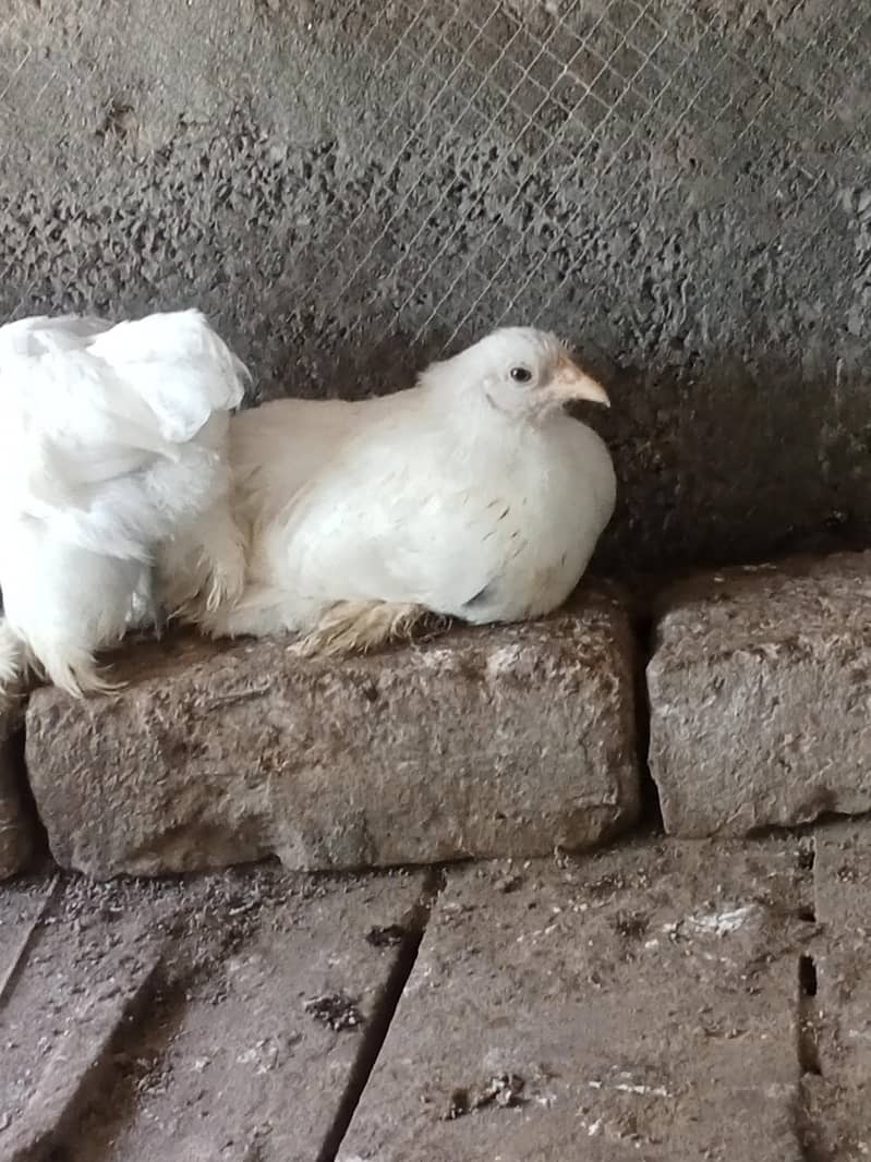 White bantam 5