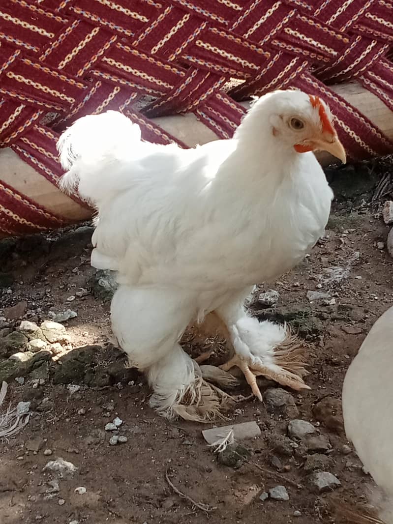 White bantam 6